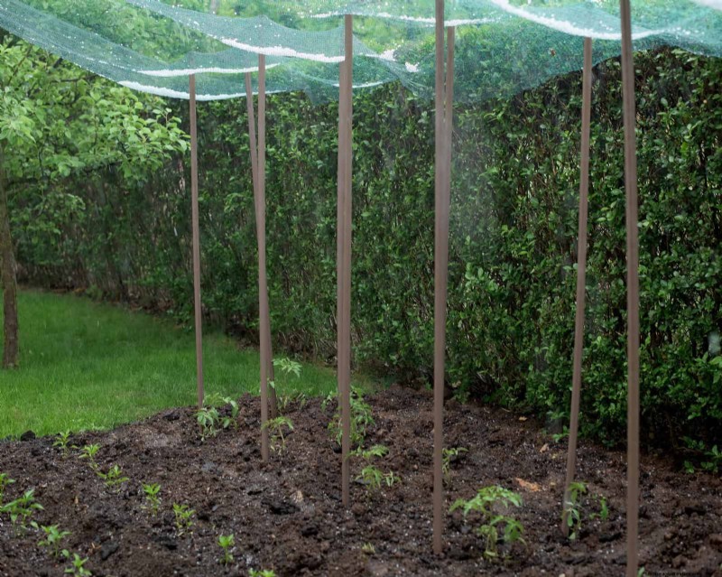 Gartenpflege im Juli:14 wesentliche Aufgaben für einen blühenden Sommergarten 