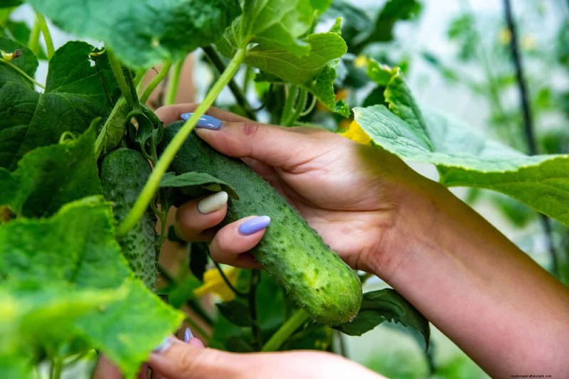 Gartenpflege im Juli:14 wesentliche Aufgaben für einen blühenden Sommergarten 