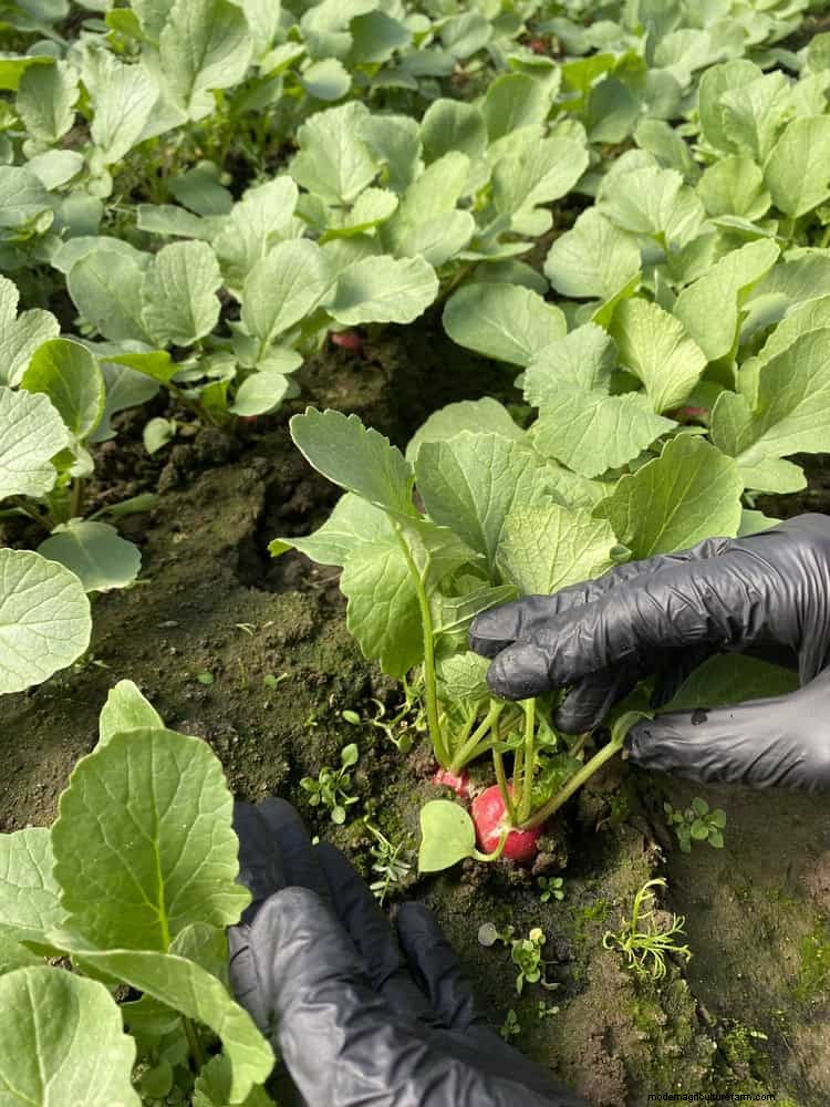Gartenpflege im Juli:14 wesentliche Aufgaben für einen blühenden Sommergarten 
