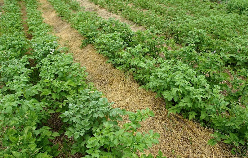 Gartenpflege im Juli:14 wesentliche Aufgaben für einen blühenden Sommergarten 