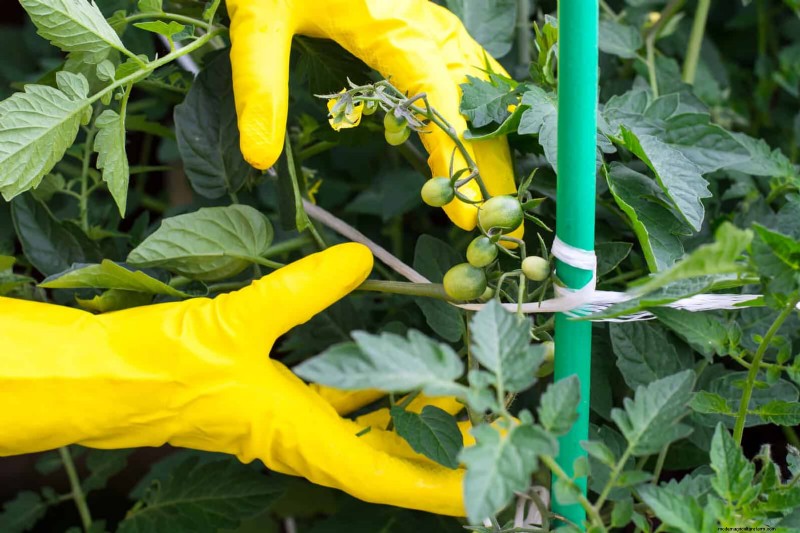 Gartenpflege im Juli:14 wesentliche Aufgaben für einen blühenden Sommergarten 