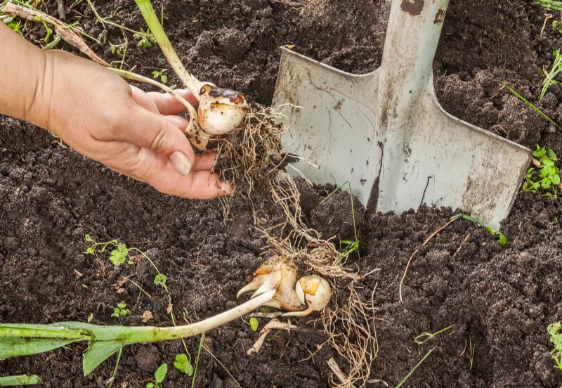 Gartenpflege im Juli:14 wesentliche Aufgaben für einen blühenden Sommergarten 