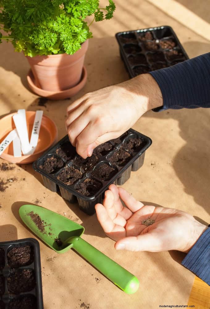 Gartenpflege im Juli:14 wesentliche Aufgaben für einen blühenden Sommergarten 