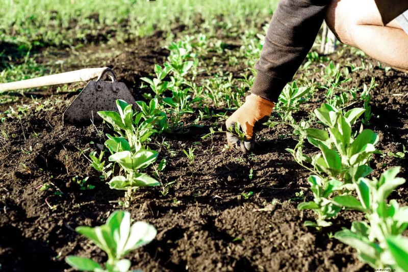 Gartenpflege im Juli:14 wesentliche Aufgaben für einen blühenden Sommergarten 