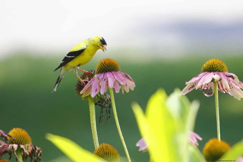 Gartenpflege im Juli:14 wesentliche Aufgaben für einen blühenden Sommergarten 