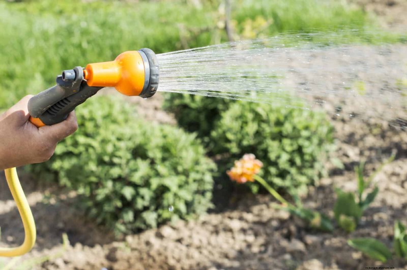 Gartenpflege im Juli:14 wesentliche Aufgaben für einen blühenden Sommergarten 