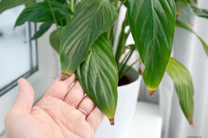 Problemen met planten oplossen:10 onverwachte oorzaken van plantenproblemen 