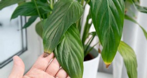 Solución de problemas de las plantas:10 causas inesperadas de las luchas de las plantas 