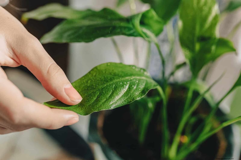Problemen met planten oplossen:10 onverwachte oorzaken van plantenproblemen 