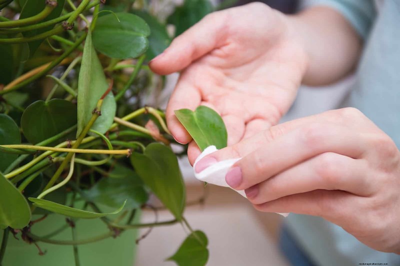 Problemen met planten oplossen:10 onverwachte oorzaken van plantenproblemen 
