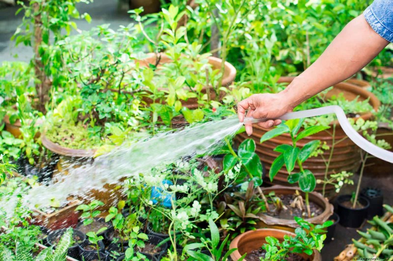 Problemen met planten oplossen:10 onverwachte oorzaken van plantenproblemen 