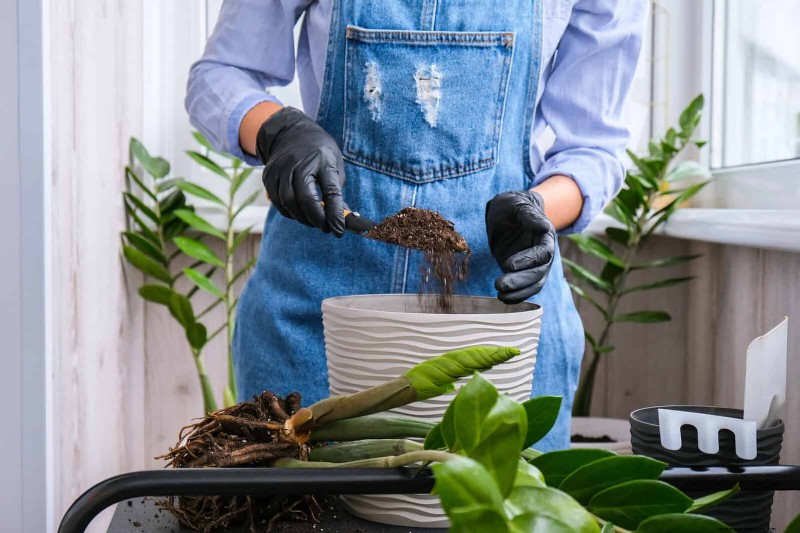 Problemen met planten oplossen:10 onverwachte oorzaken van plantenproblemen 
