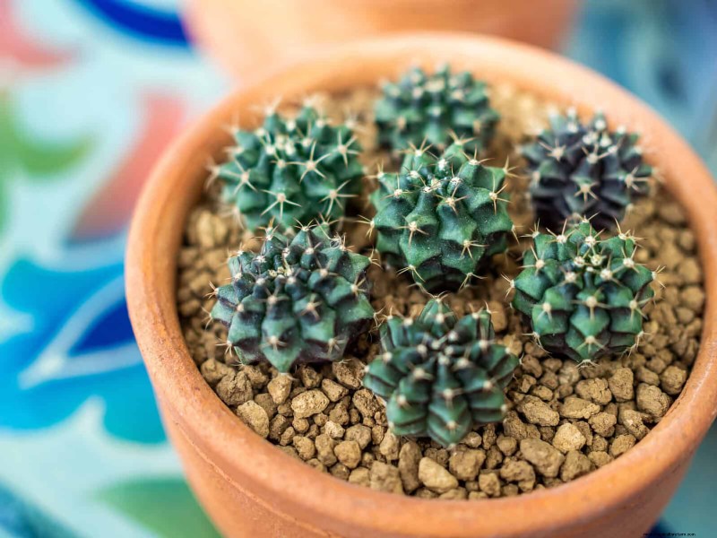Problemen met planten oplossen:10 onverwachte oorzaken van plantenproblemen 