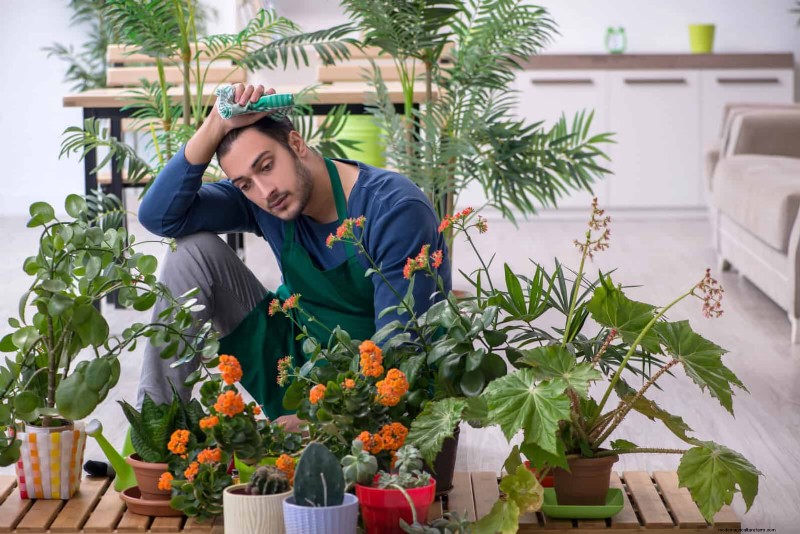 Problemen met planten oplossen:10 onverwachte oorzaken van plantenproblemen 