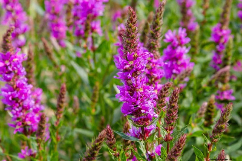 Midwest-tuinproblemen:25 planten die u moet vermijden voor een gezonde tuin 