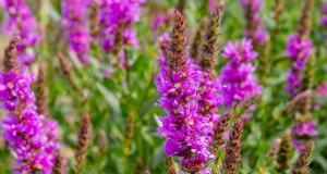 Midwest-tuinproblemen:25 planten die u moet vermijden voor een gezonde tuin 
