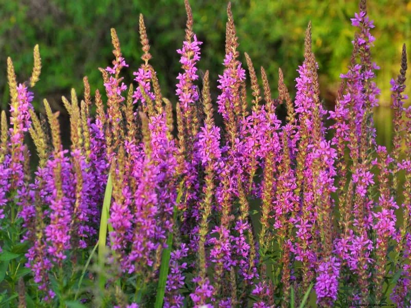 Midwest-tuinproblemen:25 planten die u moet vermijden voor een gezonde tuin 