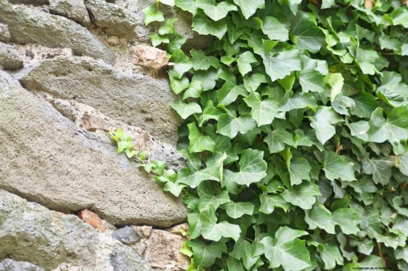 Midwest-tuinproblemen:25 planten die u moet vermijden voor een gezonde tuin 