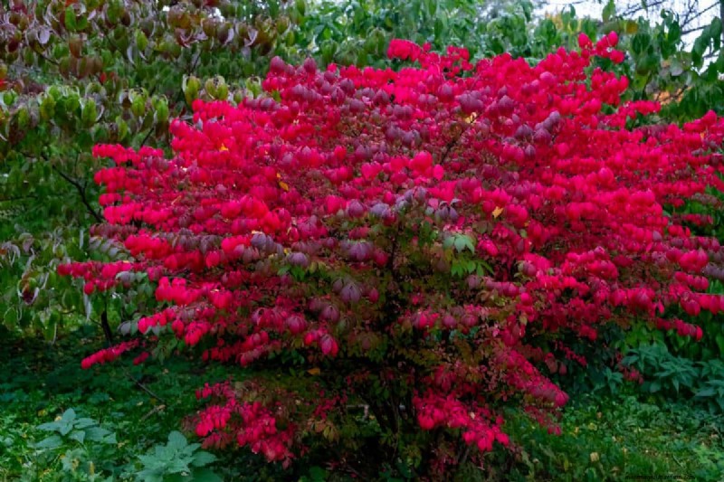 Midwest-tuinproblemen:25 planten die u moet vermijden voor een gezonde tuin 