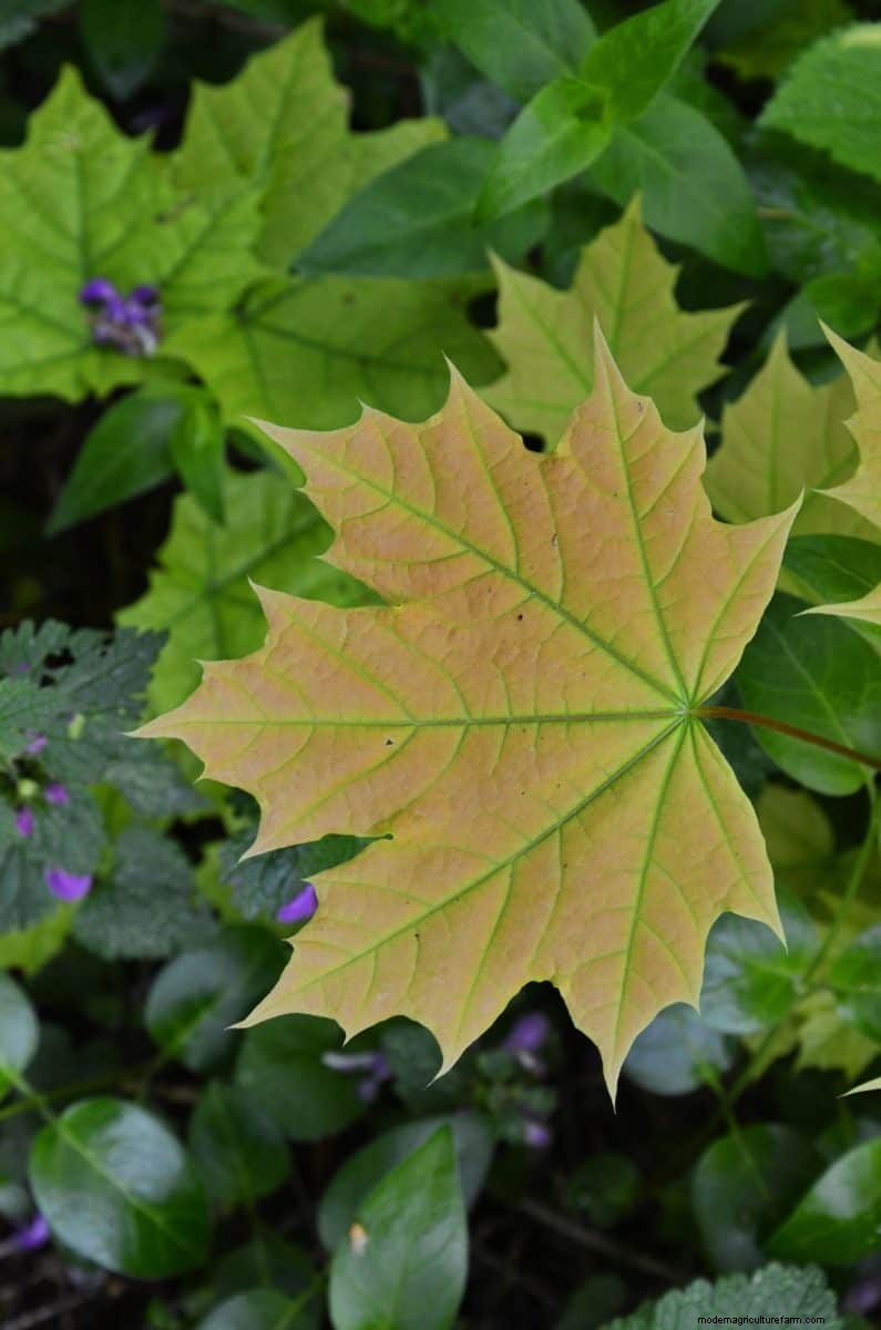 Midwest-tuinproblemen:25 planten die u moet vermijden voor een gezonde tuin 