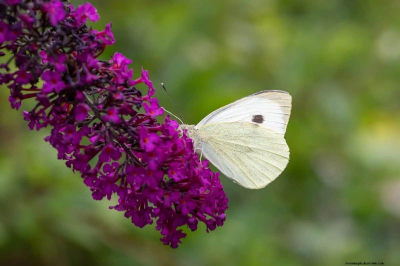 Midwest-tuinproblemen:25 planten die u moet vermijden voor een gezonde tuin 