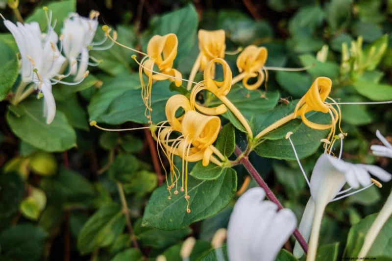 Midwest-tuinproblemen:25 planten die u moet vermijden voor een gezonde tuin 