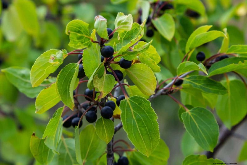 Midwest-tuinproblemen:25 planten die u moet vermijden voor een gezonde tuin 