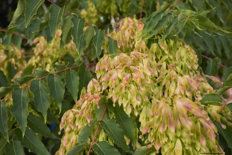 Midwest-tuinproblemen:25 planten die u moet vermijden voor een gezonde tuin 