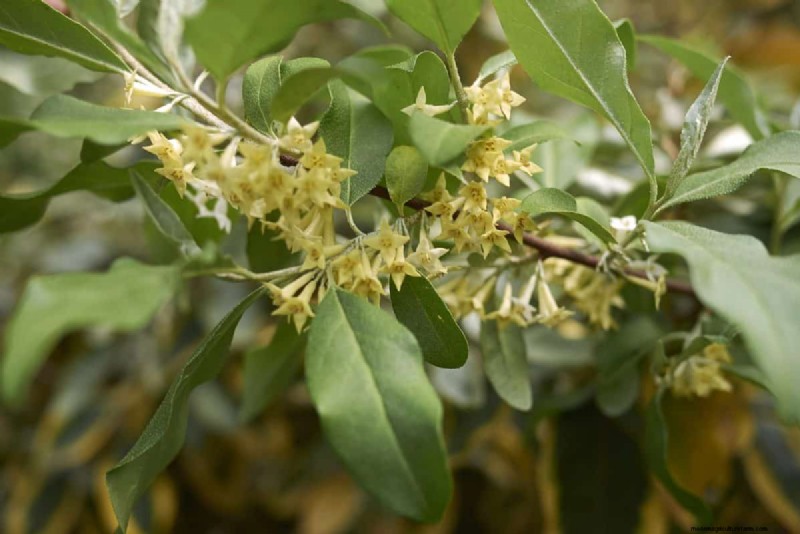 Midwest-tuinproblemen:25 planten die u moet vermijden voor een gezonde tuin 