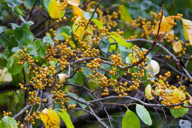 Midwest-tuinproblemen:25 planten die u moet vermijden voor een gezonde tuin 