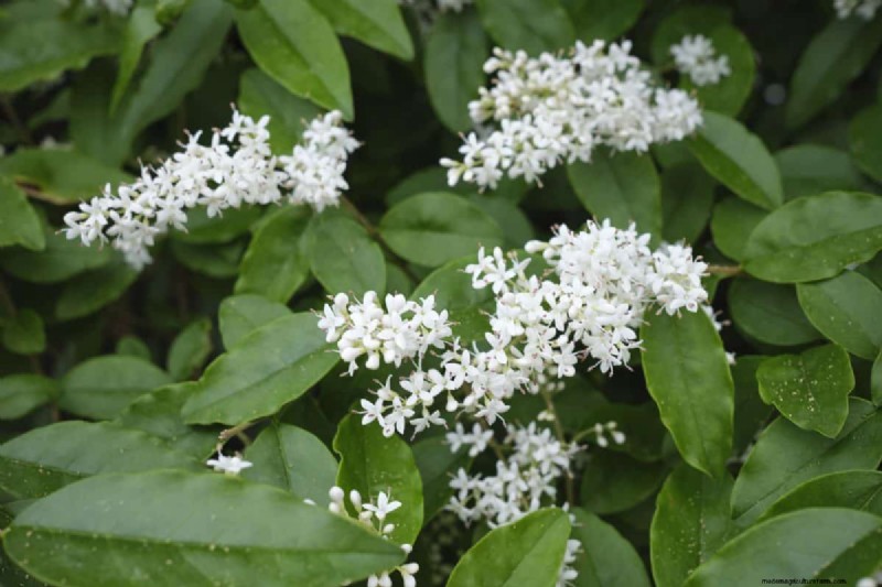 Midwest-tuinproblemen:25 planten die u moet vermijden voor een gezonde tuin 