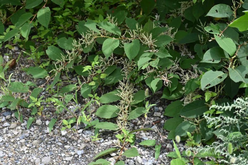 Midwest-tuinproblemen:25 planten die u moet vermijden voor een gezonde tuin 
