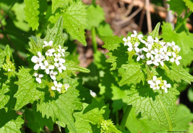 Midwest-tuinproblemen:25 planten die u moet vermijden voor een gezonde tuin 