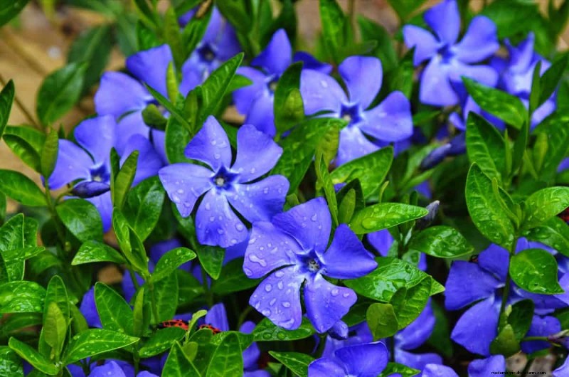 Midwest-tuinproblemen:25 planten die u moet vermijden voor een gezonde tuin 