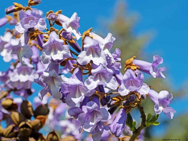 Midwest-tuinproblemen:25 planten die u moet vermijden voor een gezonde tuin 