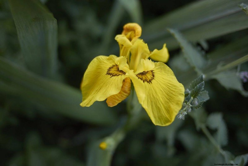 Midwest-tuinproblemen:25 planten die u moet vermijden voor een gezonde tuin 