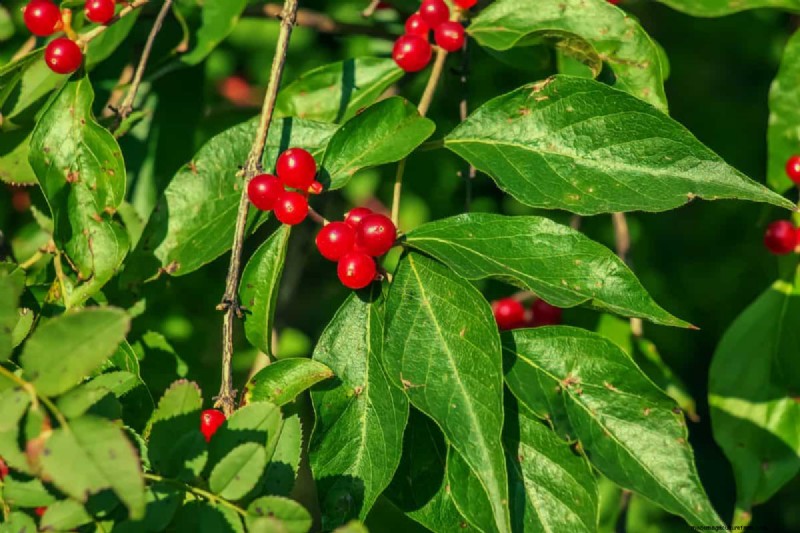 Midwest-tuinproblemen:25 planten die u moet vermijden voor een gezonde tuin 