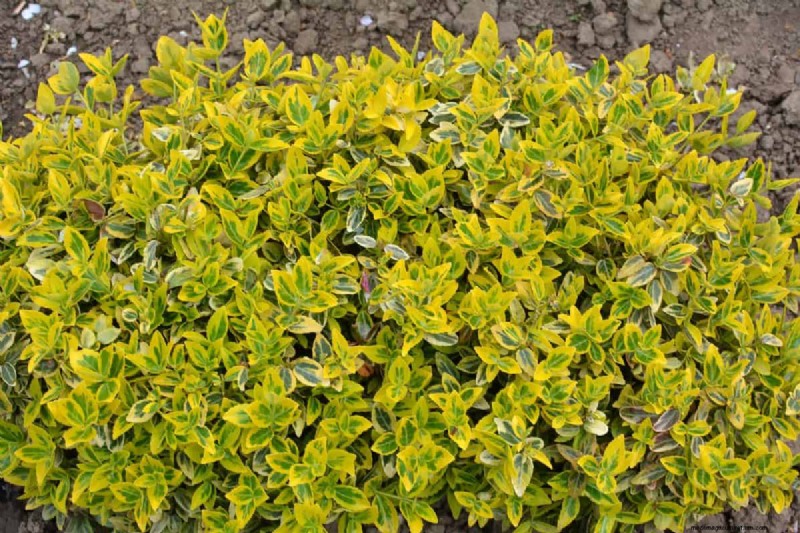 Midwest-tuinproblemen:25 planten die u moet vermijden voor een gezonde tuin 