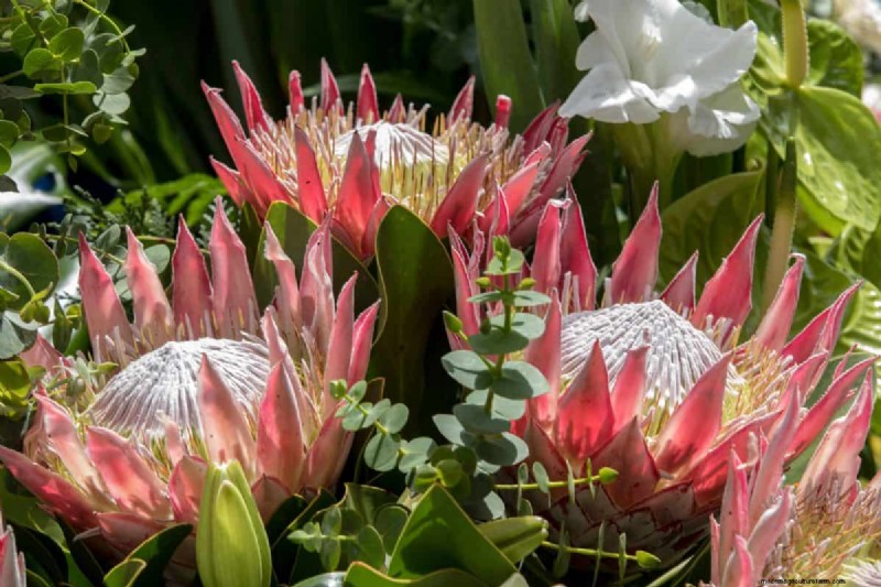 17 uitdagende planten voor beginnende tuiniers (vermijd deze!) 