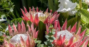 17 piante impegnative per giardinieri principianti (evitatele!) 