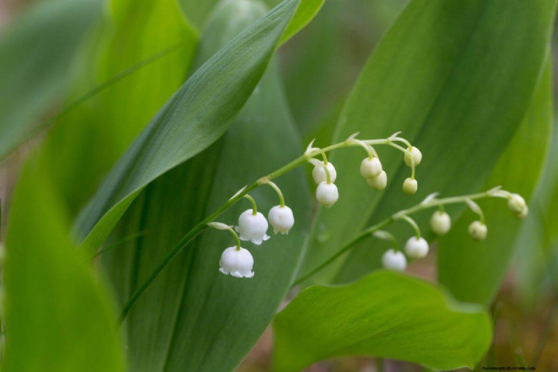 17 uitdagende planten voor beginnende tuiniers (vermijd deze!) 