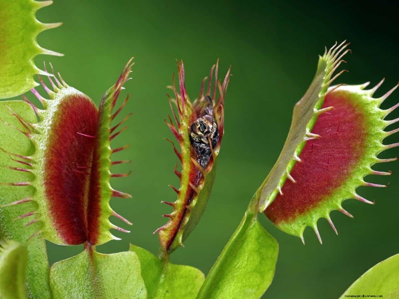 17 uitdagende planten voor beginnende tuiniers (vermijd deze!) 