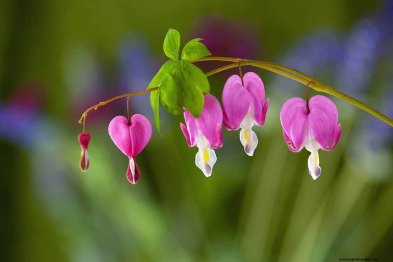17 uitdagende planten voor beginnende tuiniers (vermijd deze!) 