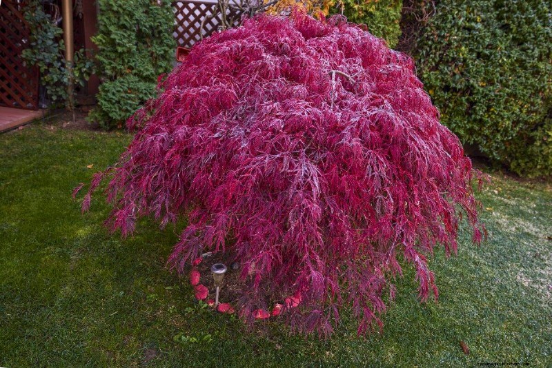 17 uitdagende planten voor beginnende tuiniers (vermijd deze!) 