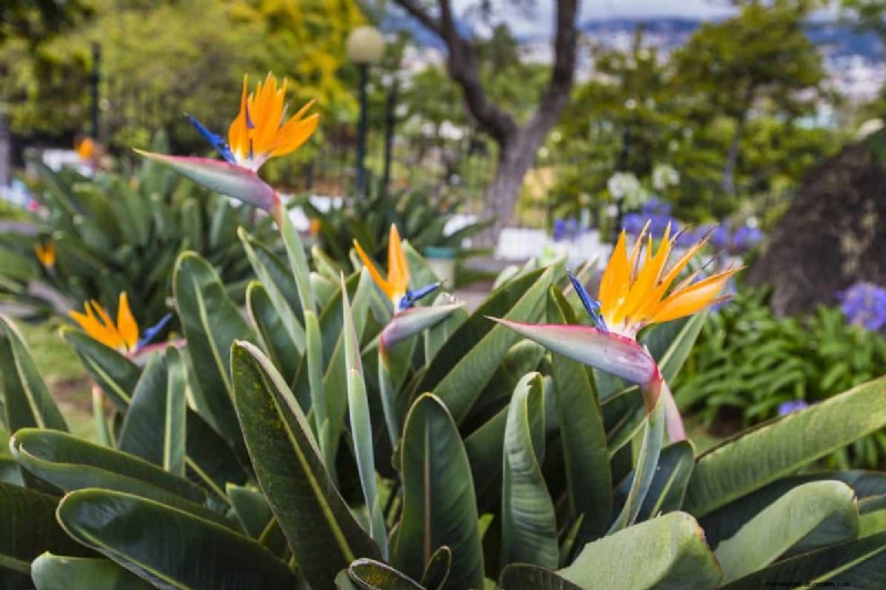 17 uitdagende planten voor beginnende tuiniers (vermijd deze!) 
