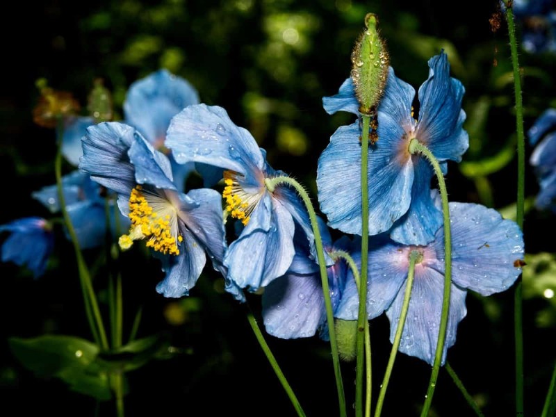 17 uitdagende planten voor beginnende tuiniers (vermijd deze!) 