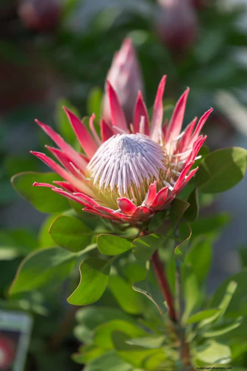 17 uitdagende planten voor beginnende tuiniers (vermijd deze!) 
