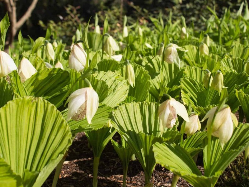 17 uitdagende planten voor beginnende tuiniers (vermijd deze!) 