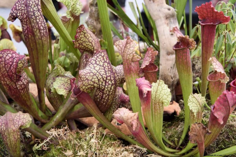 17 uitdagende planten voor beginnende tuiniers (vermijd deze!) 