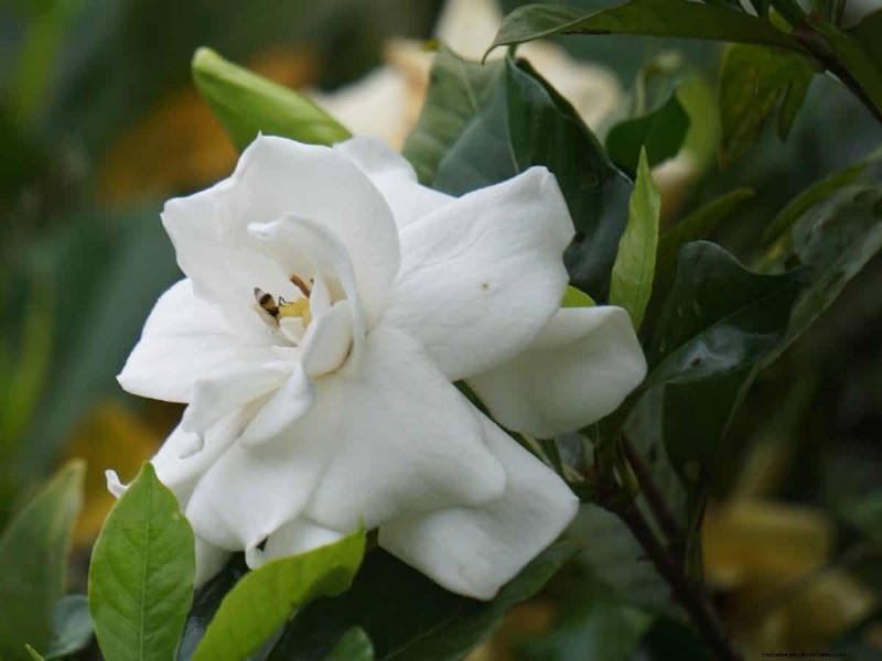 17 uitdagende planten voor beginnende tuiniers (vermijd deze!) 